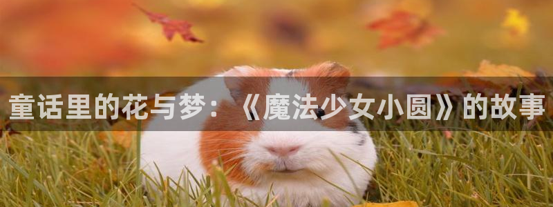 omofun网站网页版：童话里的花与梦：《魔法少女小圆》的故事